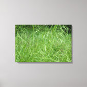 Bromus tectorum leinwanddruck (Vorderseite)