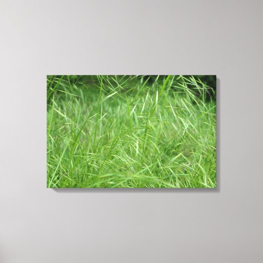 Bromus tectorum leinwanddruck (Vorderseite)