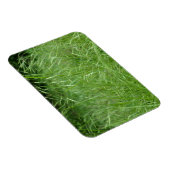 Bromus tectorum magnet (Rechte Seite)