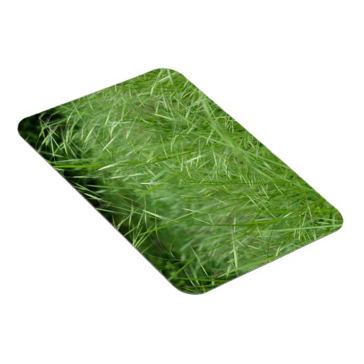 Bromus tectorum magnet (Rechte Seite)