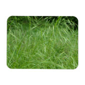 Bromus tectorum magnet (Horizontal)