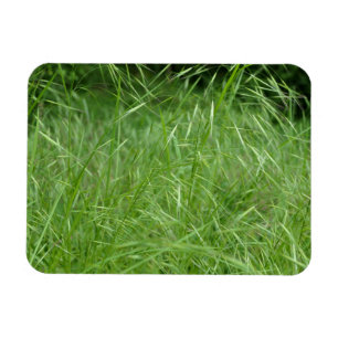 Bromus tectorum magnet