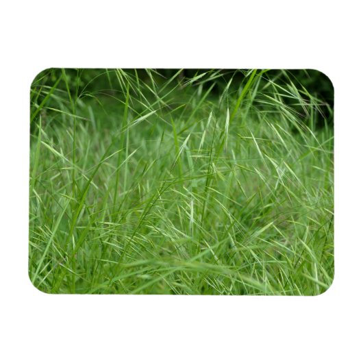 Bromus tectorum magnet (Horizontal)