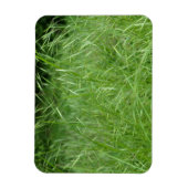 Bromus tectorum magnet (Vertikal)