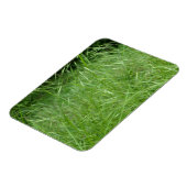 Bromus tectorum magnet (Linke Seite)