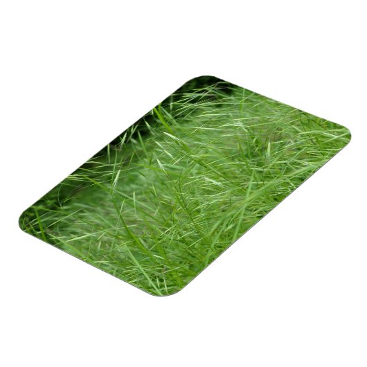 Bromus tectorum magnet (Linke Seite)