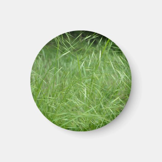 Bromus tectorum magnet (Vorne)