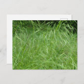 Bromus tectorum postkarte (Vorne/Hinten)