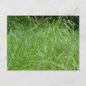 Bromus tectorum postkarte (Vorderseite)