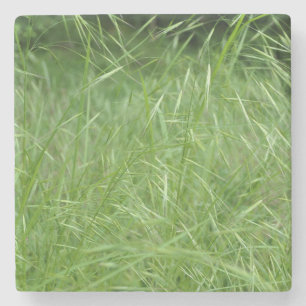 Bromus tectorum steinuntersetzer