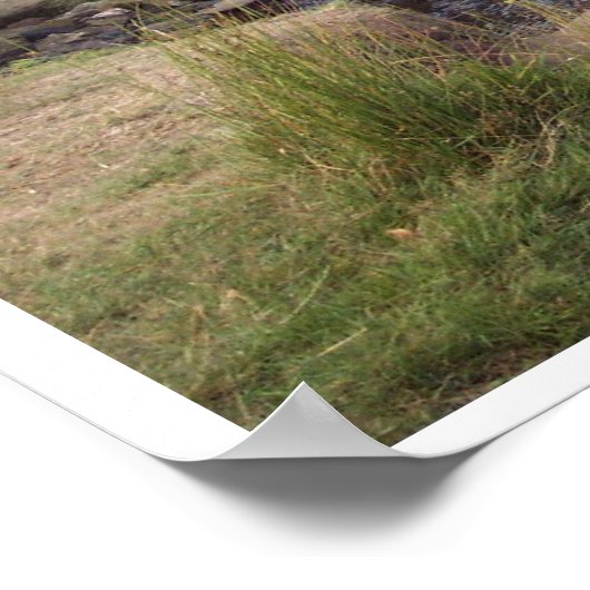 Bronte Bridge Poster (Ecke)