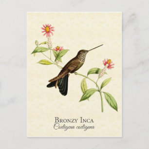 Bronze-Inka-Kolibri Vintage Art Postkarte