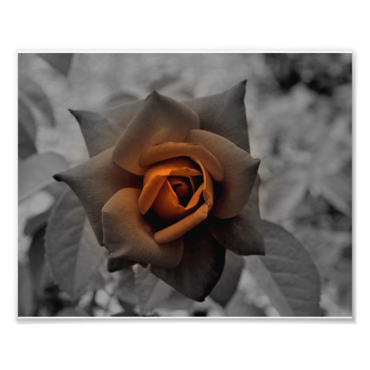 Bronze-Rose am Noon Day Fotodruck (Vorne)