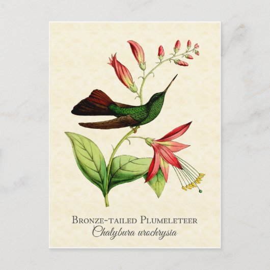 Bronze-Tegelbahn Hummingbird Vintag Art Postkarte (Vorderseite)
