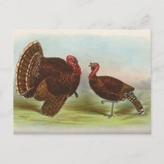 Bronze Truthähne Postkarte (Vorderseite)