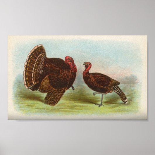 Bronze Turkeys Poster (Vorne)
