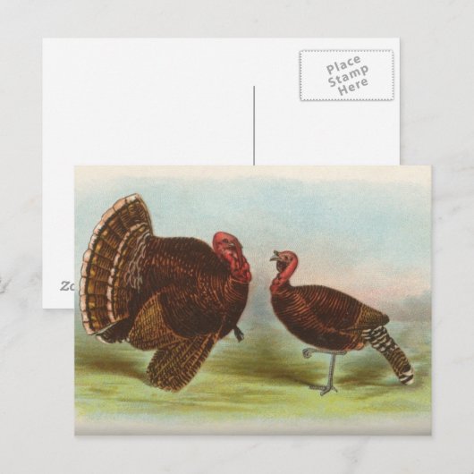 Bronze Turkeys Postkarte (Vorne/Hinten)