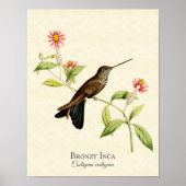 Bronzy Inca Hummingbird Art Print Poster (Vorne)