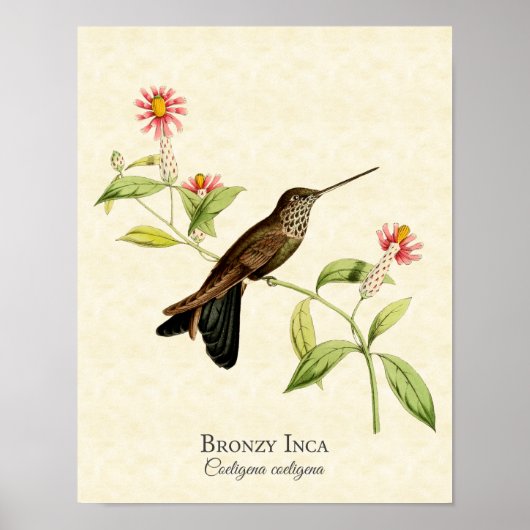 Bronzy Inca Hummingbird Art Print Poster (Vorne)