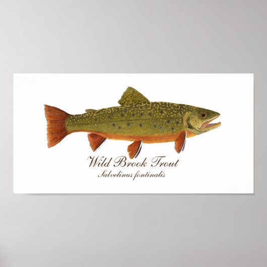 Brook Trout Art Poster (Vorne)