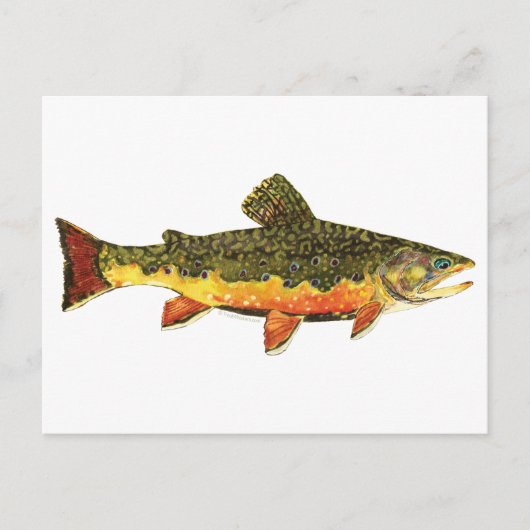 Brook Trout Fish Painting Postkarte (Vorderseite)