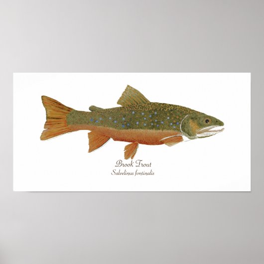 Brook Trout Poster (Vorne)