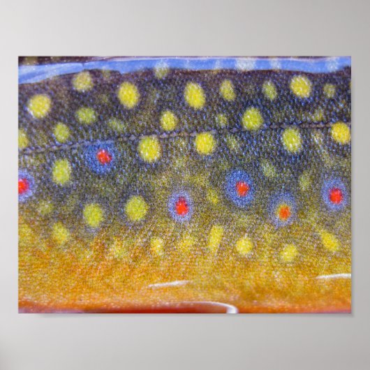 Brook Trout Poster (Vorne)