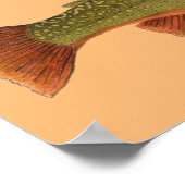 Brook Trout Poster (Ecke)