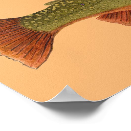 Brook Trout Poster (Ecke)