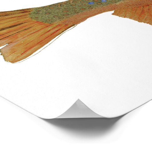 Brook Trout Poster (Ecke)