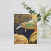 Brook Trout Postkarte (Stehend Vorderseite)