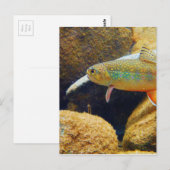 Brook Trout Postkarte (Vorne/Hinten)