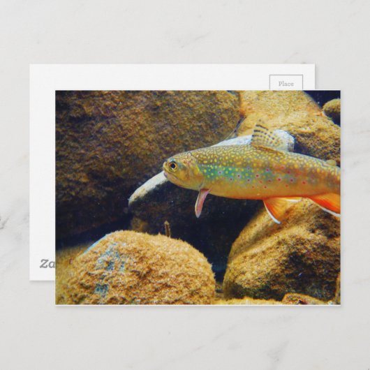Brook Trout Postkarte (Vorne/Hinten)