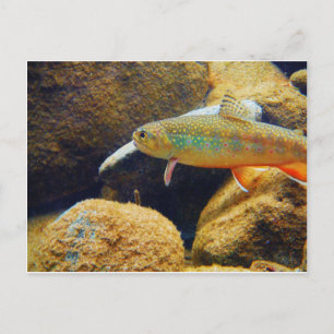 Brook Trout Postkarte