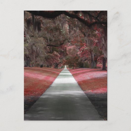 Brookgreen Gardens Postkarte (Vorderseite)