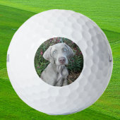 Brooklyn the Weimaraner Dog - Golfbälle