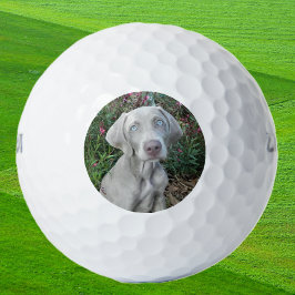 Brooklyn the Weimaraner Dog - Golfbälle