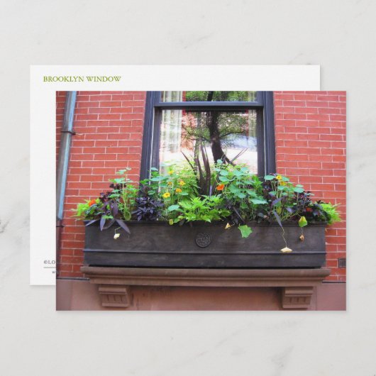 Brooklyn Window Postkarte (Vorne/Hinten)