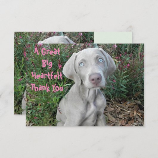 Brooklyn's Birthday Garden Party - Weimaraner Hund Dankeskarte (Vorne/Hinten)