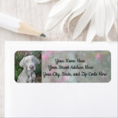 Brooklyn's Garden Party - Weimaraner Dog Adresse (Insitu)