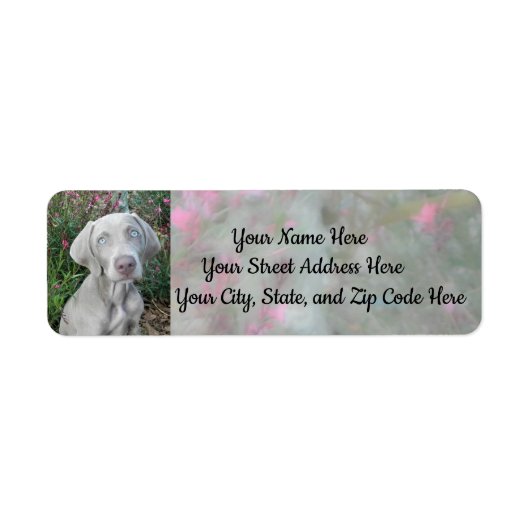 Brooklyn's Garden Party - Weimaraner Dog Adresse (Vorne)