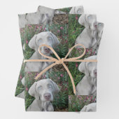 Brooklyn's Garden Party - Weimaraner Hund Geschenkpapier Set (Beispiel)