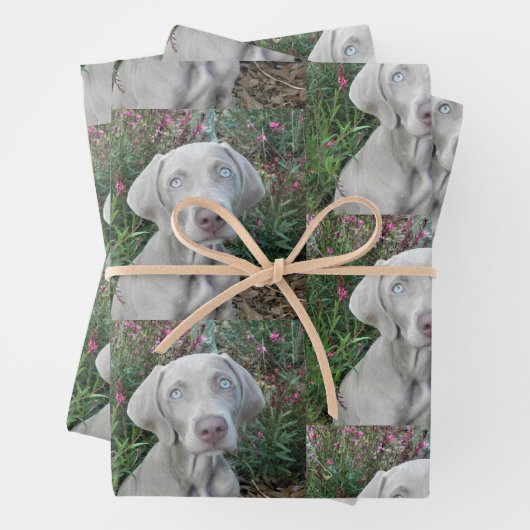 Brooklyn's Garden Party - Weimaraner Hund Geschenkpapier Set (Beispiel)