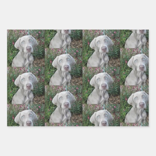 Brooklyn's Garden Party - Weimaraner Hund Geschenkpapier Set (Vorderseite)