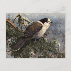 Brooks' Grauhäher auf Kiefer Postkarte