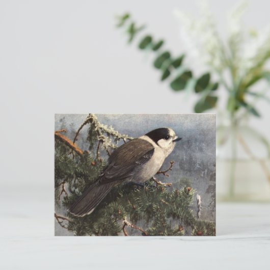 Brooks' Grey Jay in Pine Postkarte (Stehend Vorderseite)