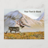 Brooks Range Caribbean Postkarte (Vorderseite)