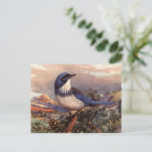 Brooks' Western Scrub-Jay Postkarte (Stehend Vorderseite)