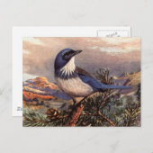 Brooks' Western Scrub-Jay Postkarte (Vorne/Hinten)