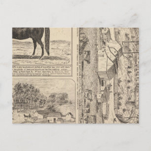 Brookside Dairy Farm Postkarte